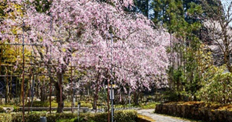Japanese garden supervised by Toemon Sano